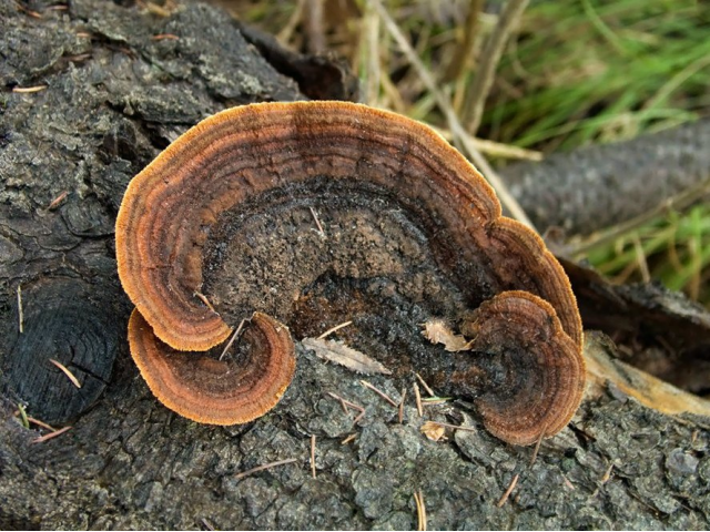 Мицелий Трутовика заборного / Гриб заборный (Gloeophyllum sepiarium) Мицелий Трутовика заборного / Гриб заборный (Gloeophyllum sepiarium)